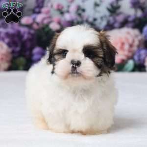 Rally, Shih Tzu Puppy